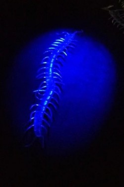 Transparente Farbe, leuchtet im Dunkeln, Phosphor-Tausendfüßler, 13 cm, 1 Stück